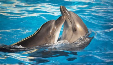 Mare Nostrum continuă monitorizarea delfinilor din Marea Neagră